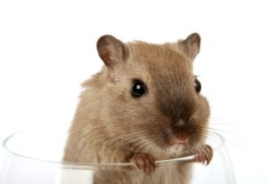 Mouse inside Cup