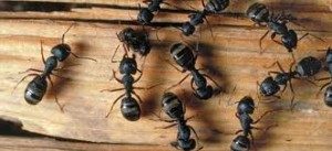 Carpenter Ants - Merrimack Pest Control
