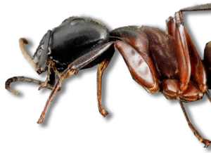 Ant-Control - Merrimack Pest Control