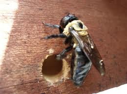 Carpenter Bees - Merrimack Pest Control