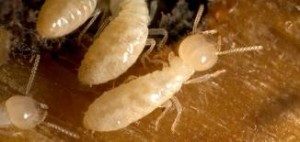 Termite Pest Control - Merrimack Pest Control