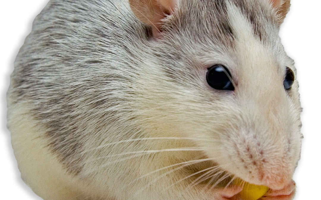 5 Signs You May Have Mice in Your Home
