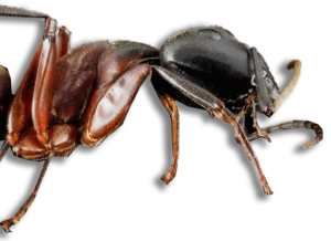 Ant-Control - Merrimack Pest Control
