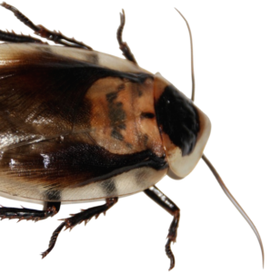 Termite Pest Control - Merrimack Pest Control