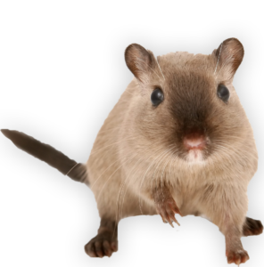 Mouse on Home Page - Merrimack Pest Control