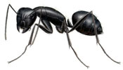Carpenter Ant - Merrimack Pest Control