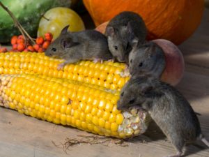 Rodents on Vegetables